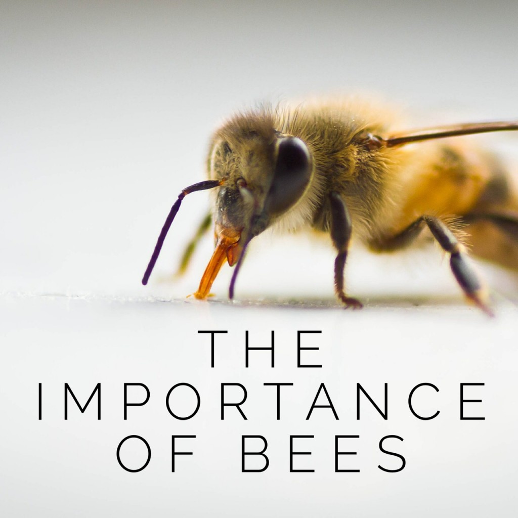 importance of bees essay